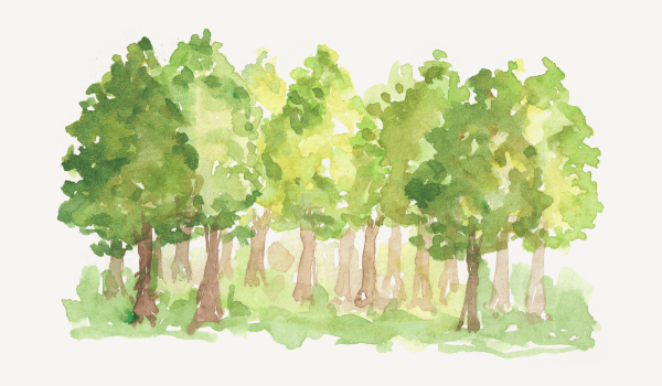 GT FORET SEPT 25 ST MARTIAL