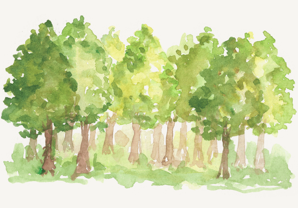 GT FORET SEPT 25 ST MARTIAL