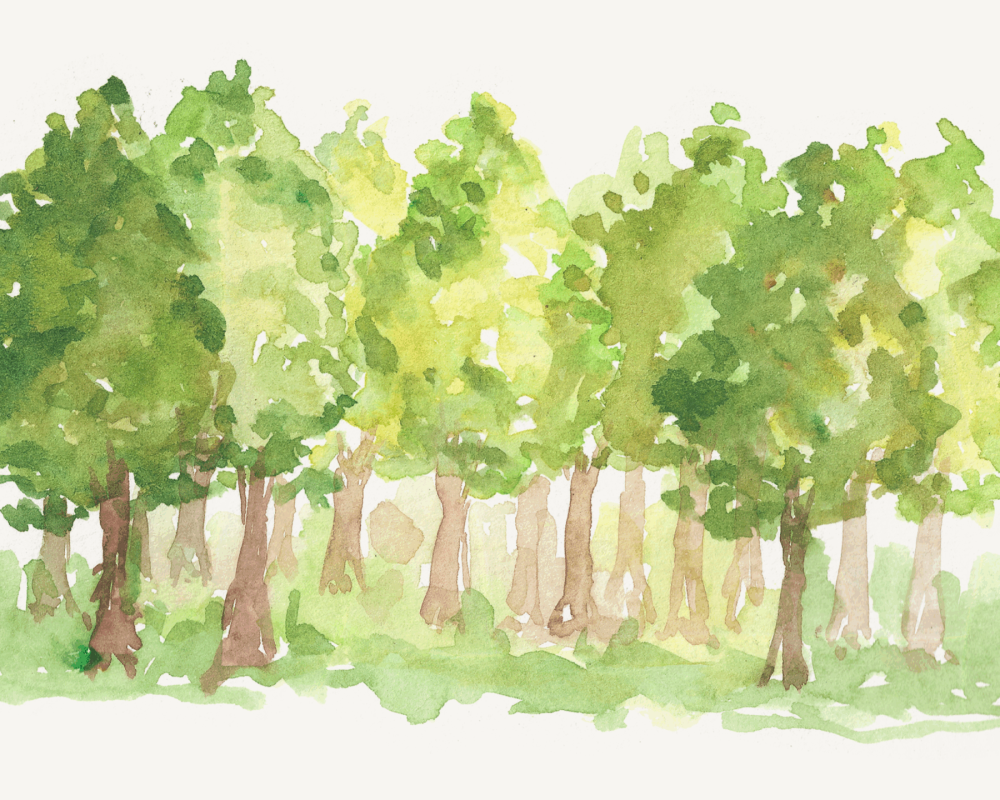 GT FORET SEPT 25 ST MARTIAL